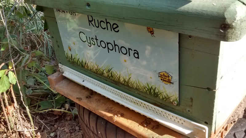La ruche