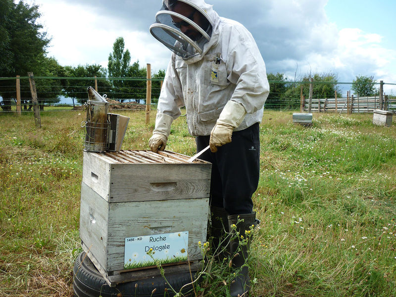 La ruche Dologale
