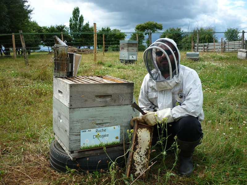 La ruche Dologale