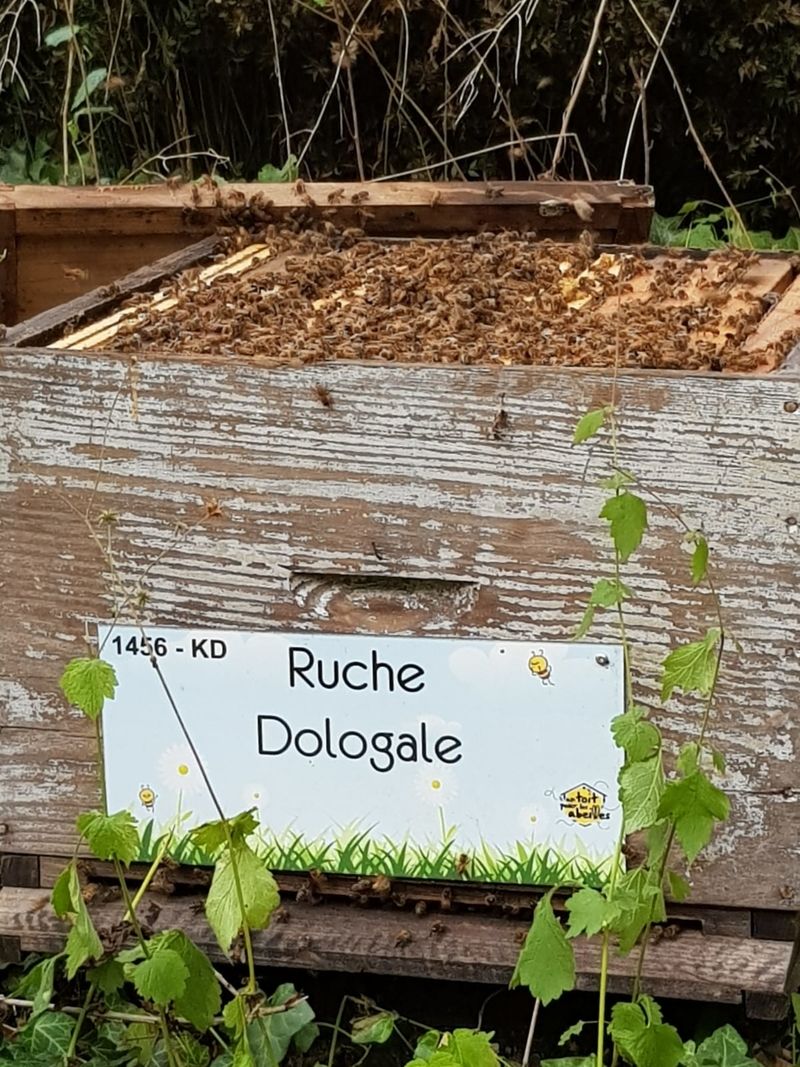 La ruche Dologale