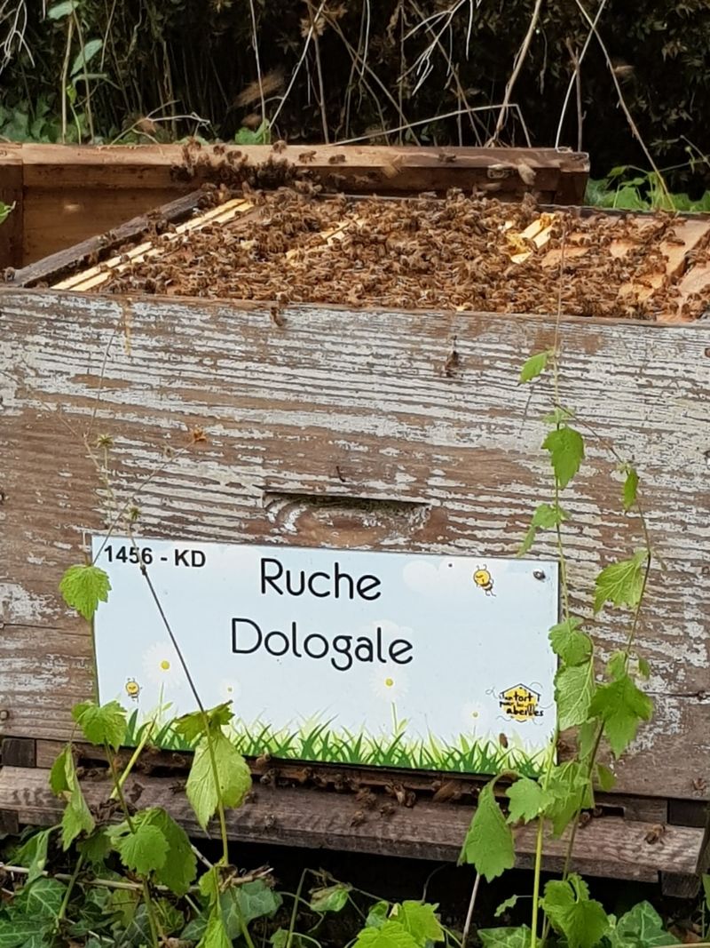 La ruche Dologale