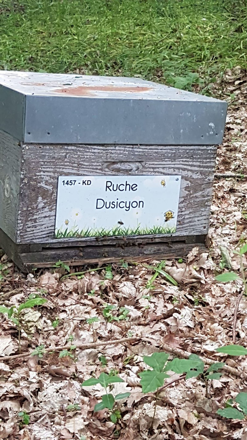 La ruche Dusicyon