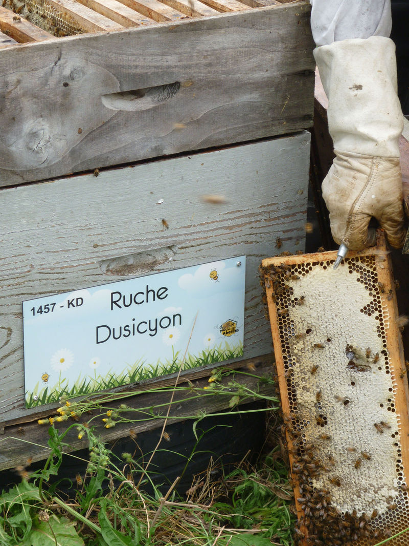 La ruche Dusicyon