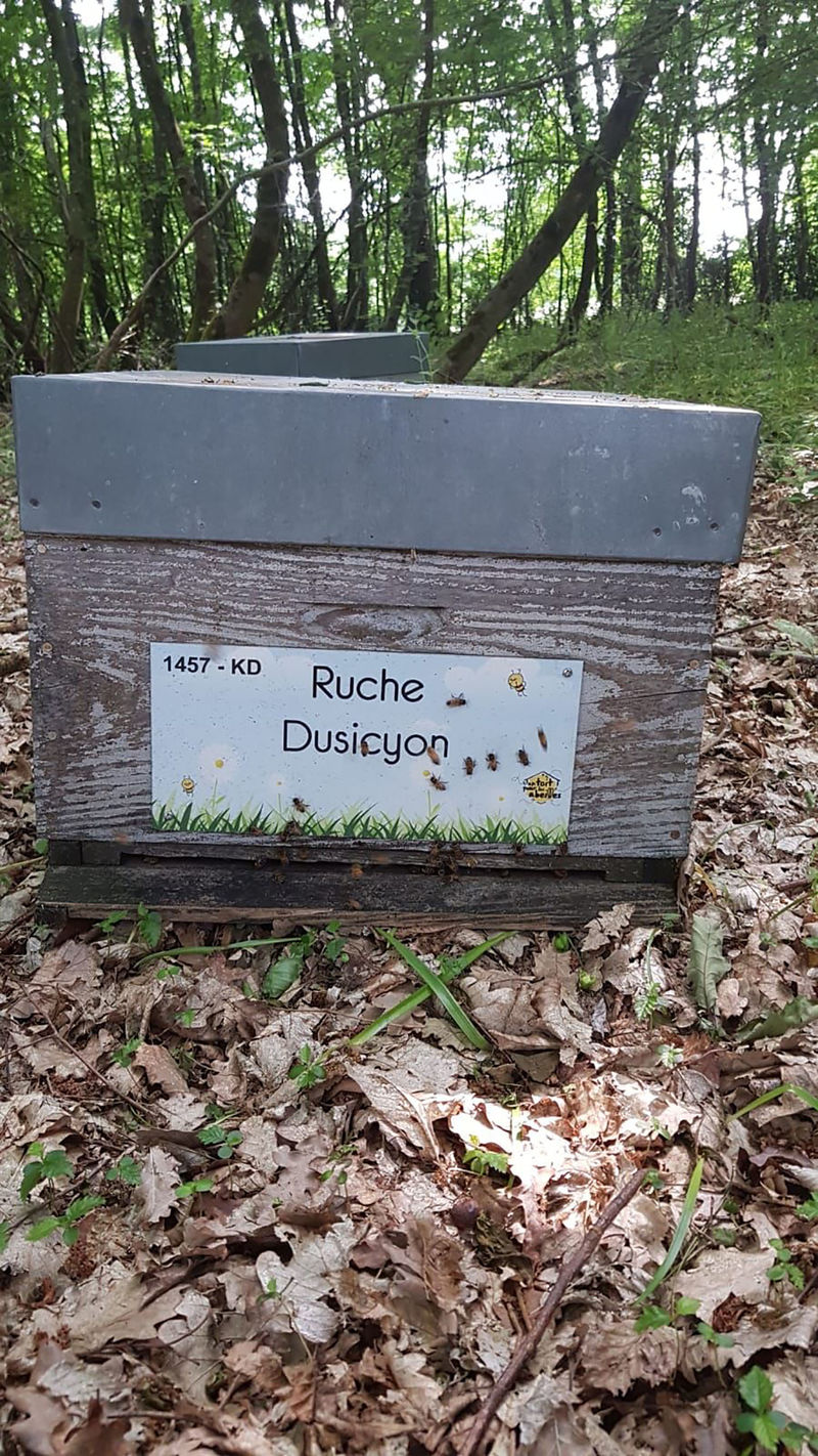 La ruche Dusicyon
