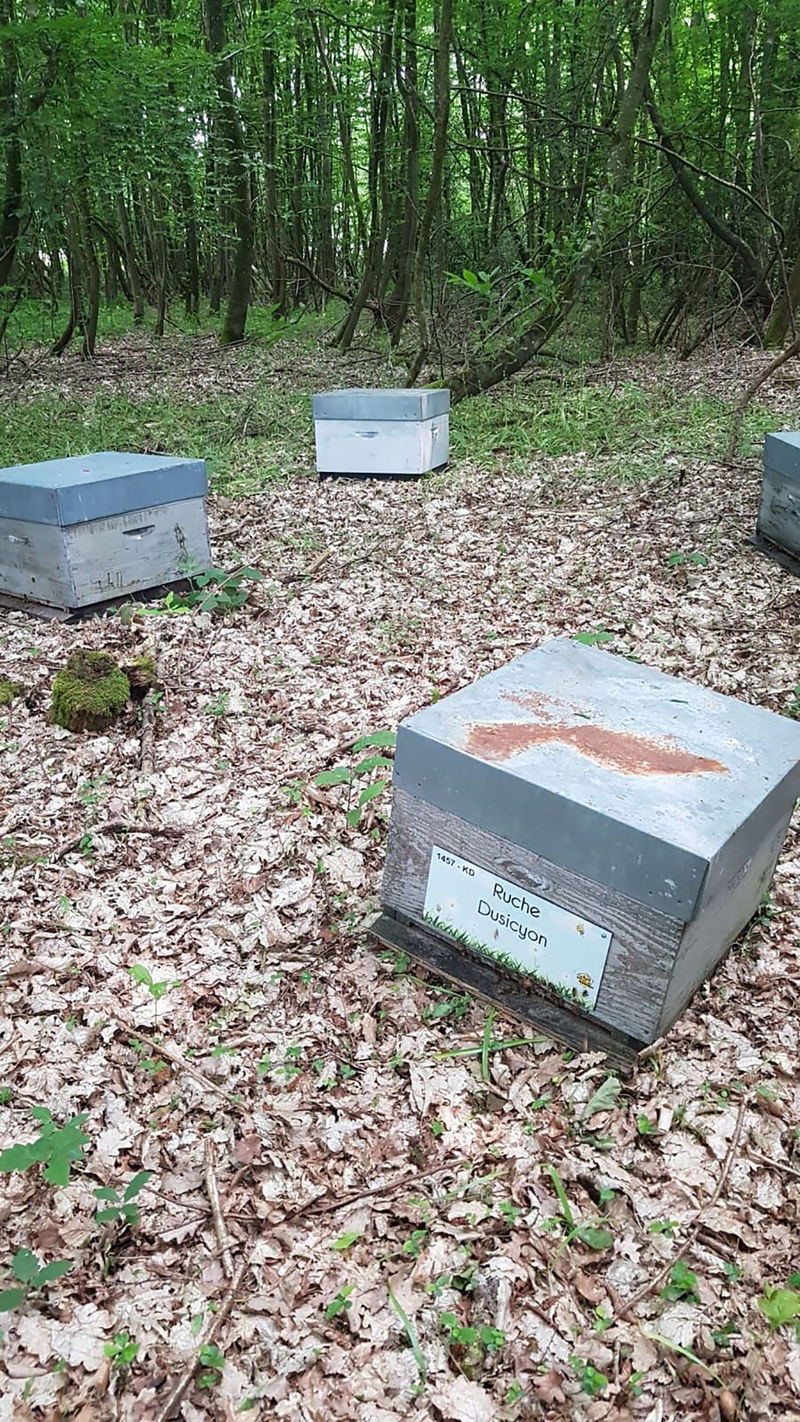 La ruche Dusicyon