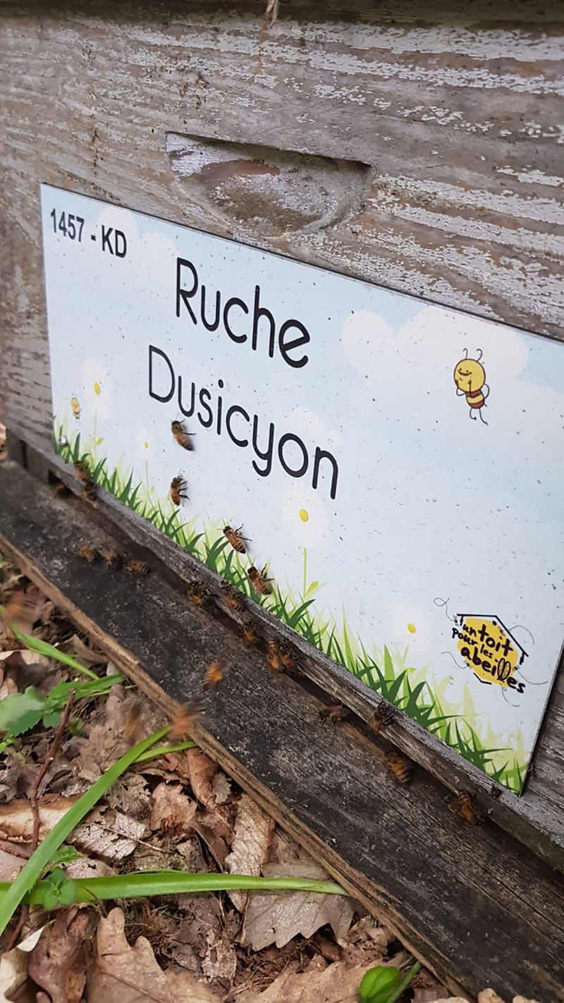 La ruche Dusicyon