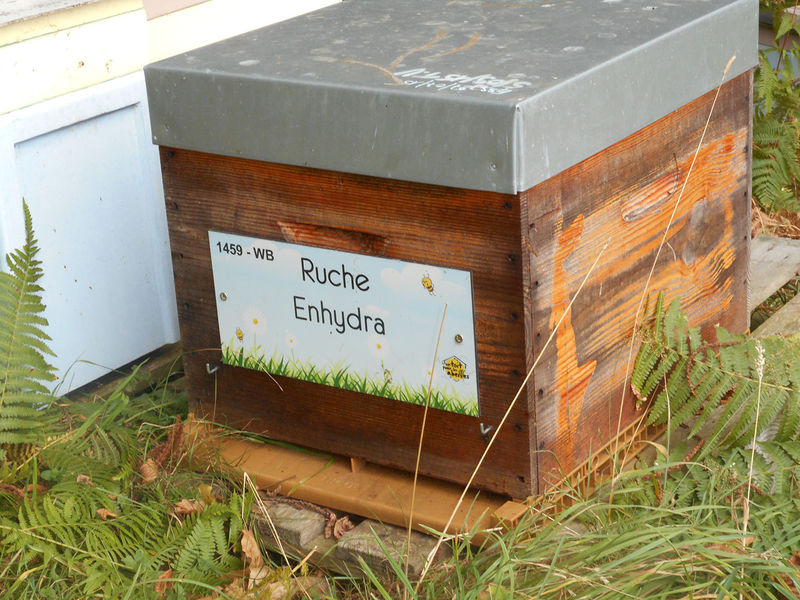 La ruche Enhydra