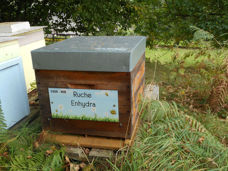 La ruche Enhydra
