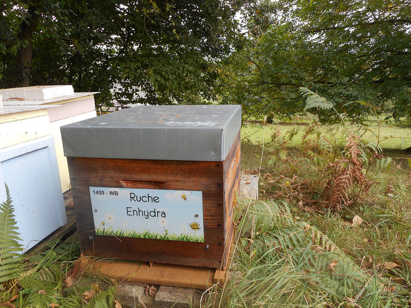 La ruche Enhydra