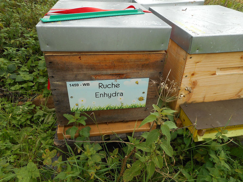 La ruche Enhydra