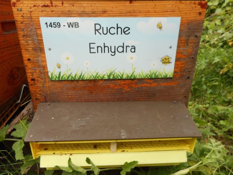 La ruche Enhydra