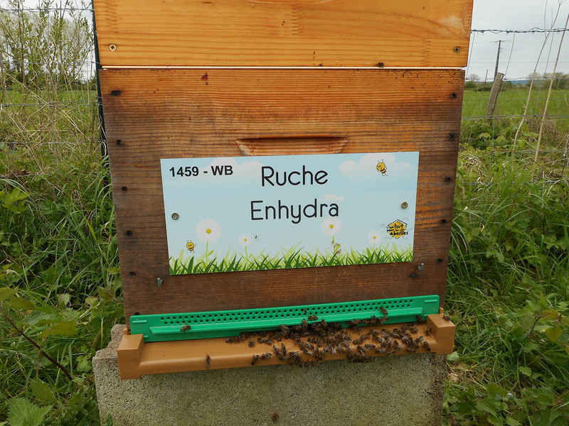 La ruche Enhydra