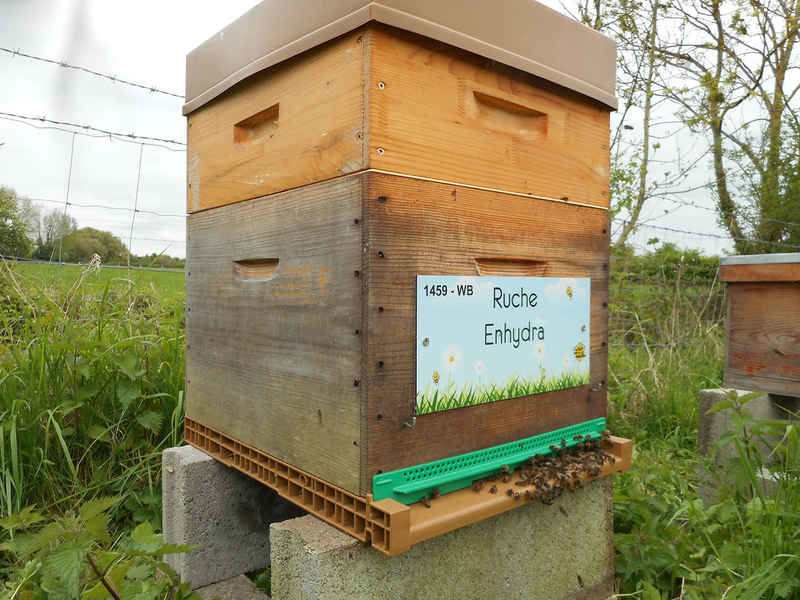 La ruche Enhydra