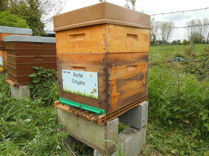 La ruche Enhydra