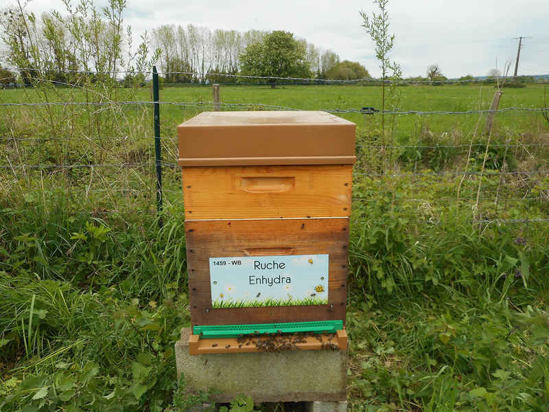 La ruche Enhydra