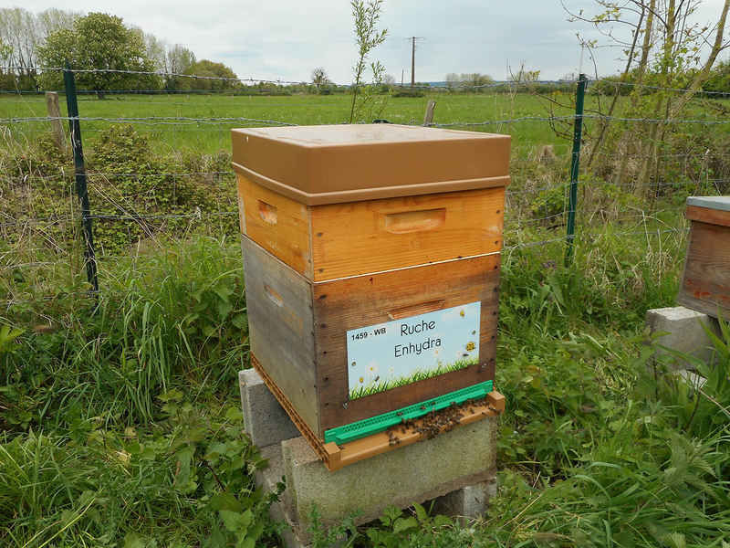 La ruche Enhydra