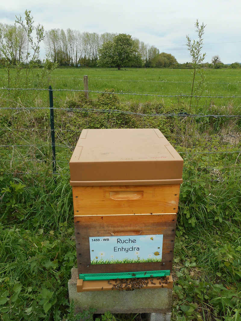 La ruche Enhydra