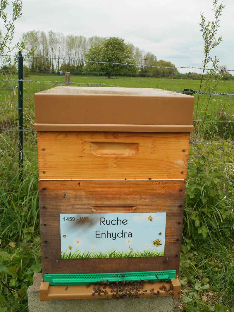 La ruche Enhydra