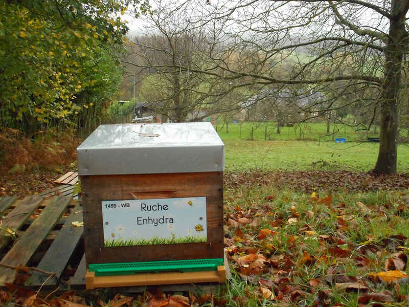 La ruche Enhydra