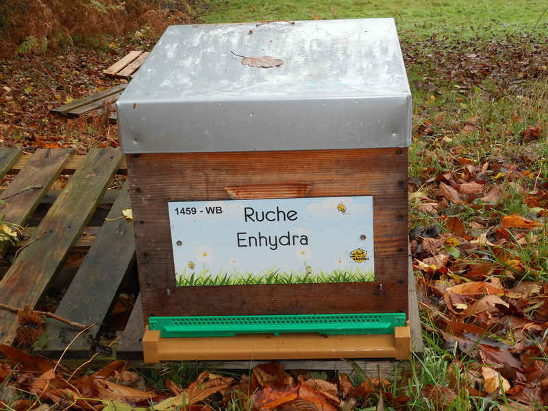 La ruche Enhydra