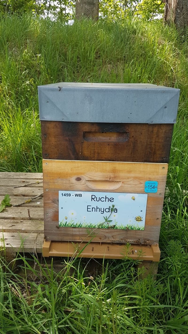 La ruche Enhydra