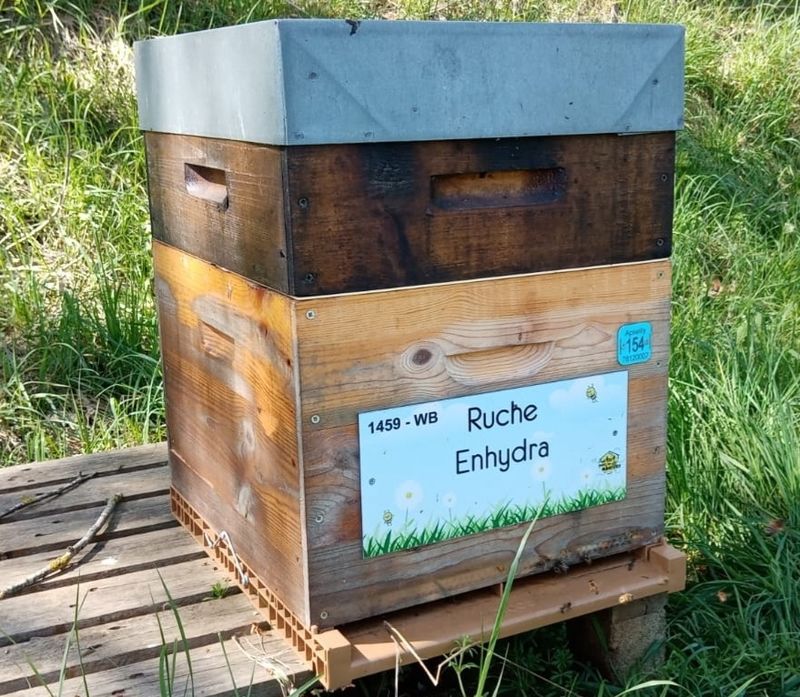 La ruche Enhydra