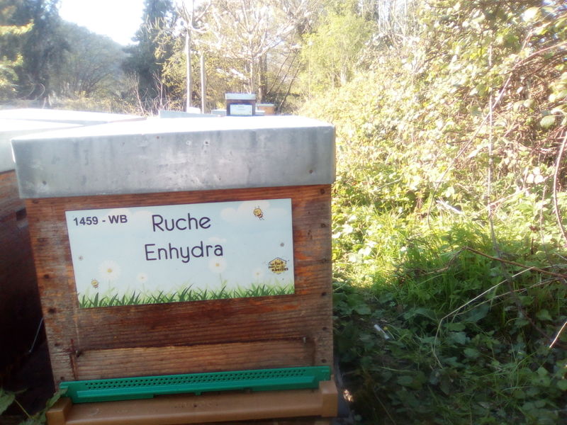 La ruche Enhydra
