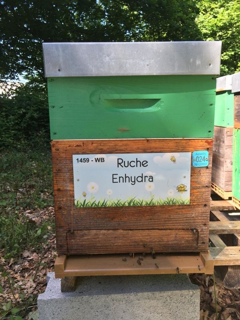 La ruche Enhydra