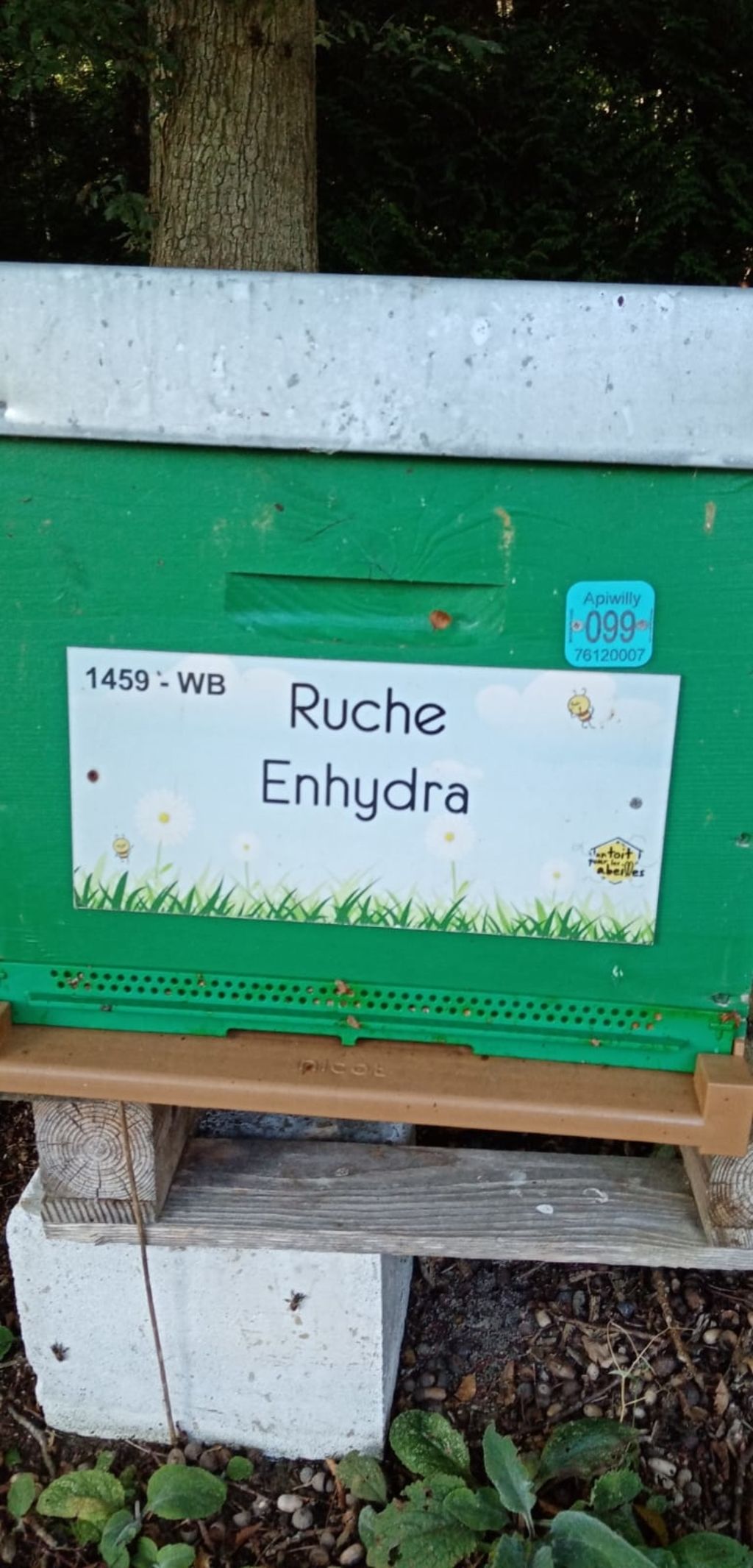 La ruche Enhydra