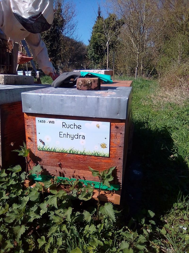 La ruche Enhydra