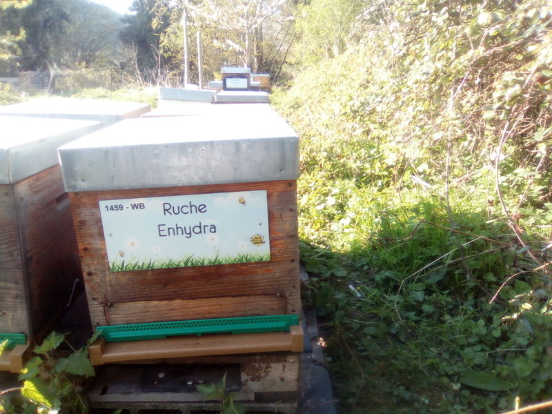 La ruche Enhydra