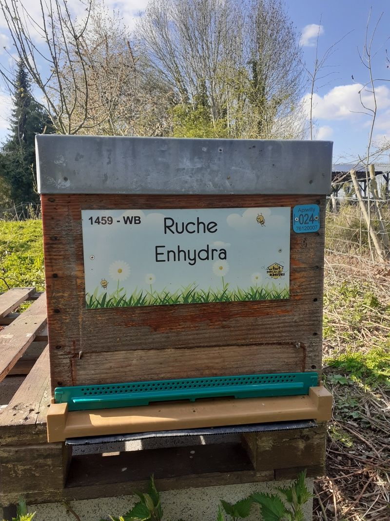 La ruche Enhydra