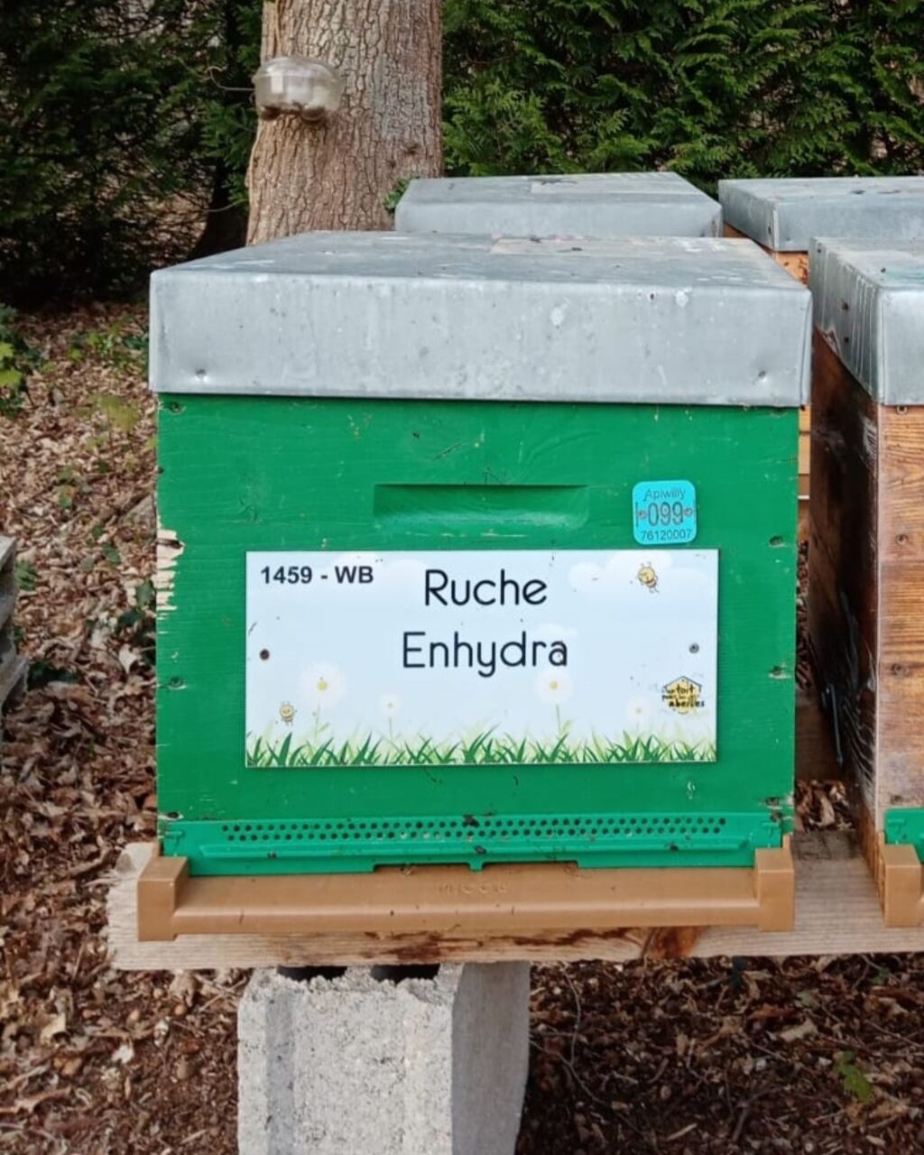 La ruche Enhydra