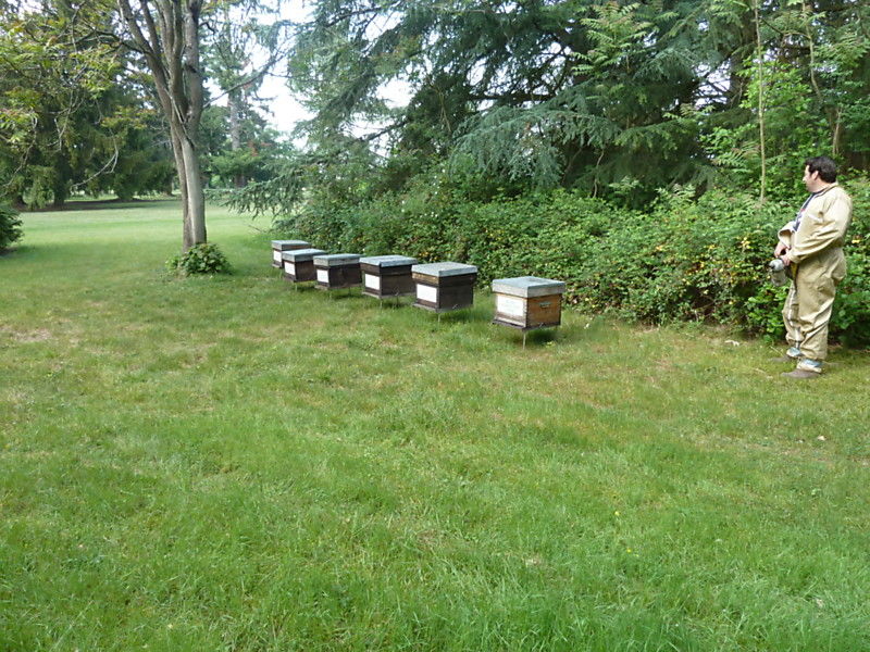 La ruche Faisan de colchide