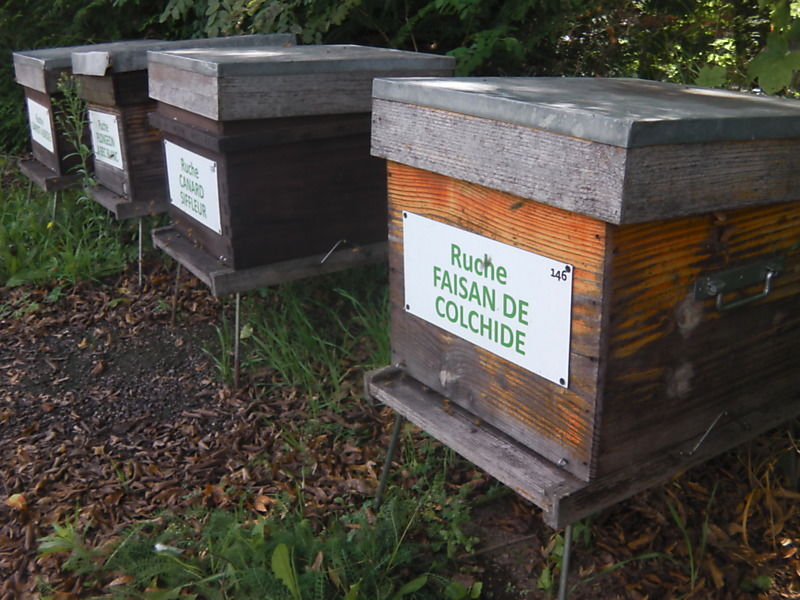 La ruche Faisan de colchide