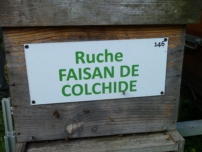 La ruche Faisan de colchide