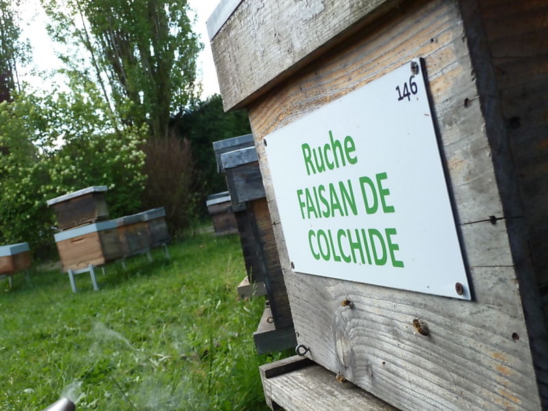 La ruche Faisan de colchide