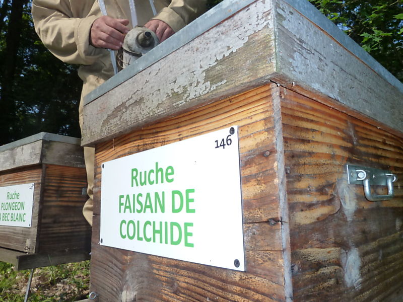 La ruche Faisan de colchide