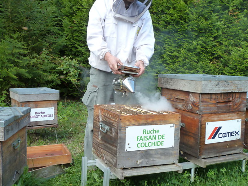 La ruche Faisan de colchide