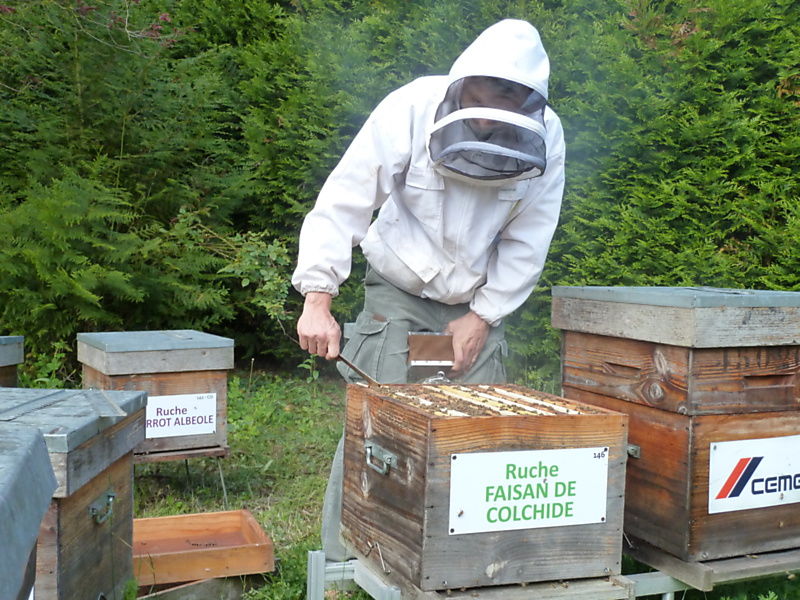 La ruche Faisan de colchide