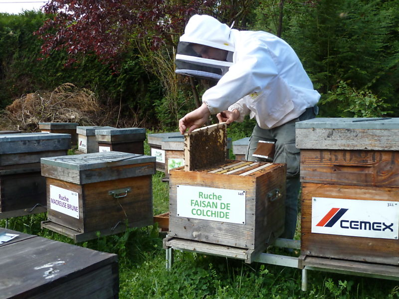 La ruche Faisan de colchide