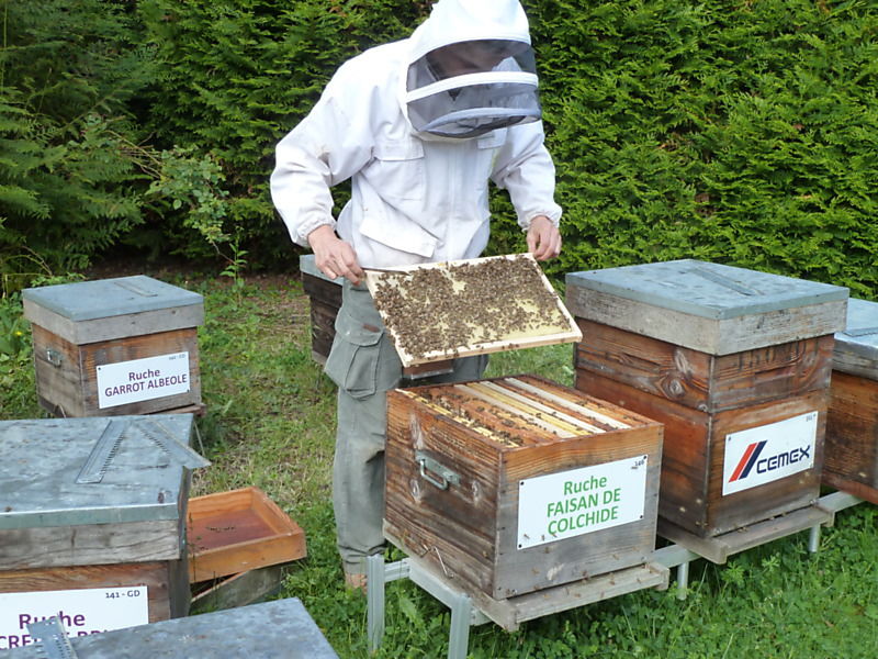 La ruche Faisan de colchide