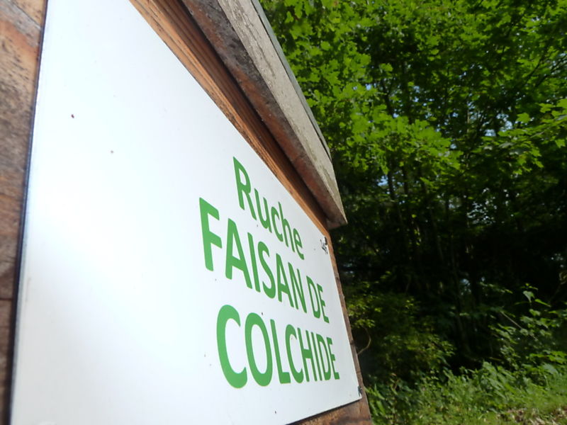 La ruche Faisan de colchide