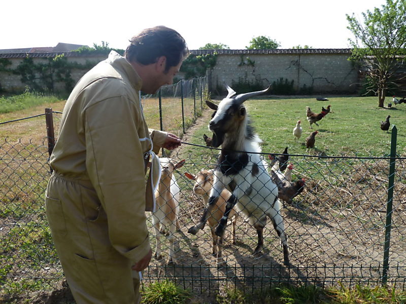 La ruche Faisan de colchide