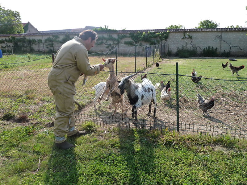 La ruche Faisan de colchide