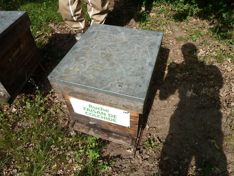 La ruche Faisan de colchide