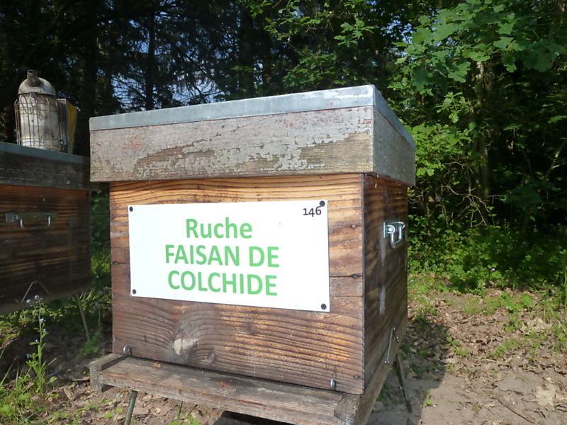 La ruche Faisan de colchide