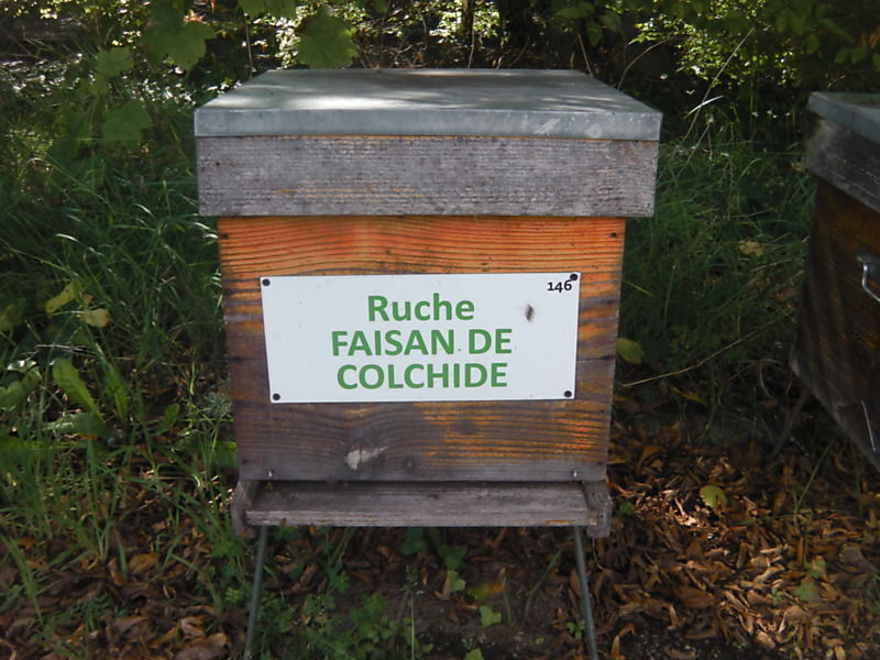 La ruche Faisan de colchide