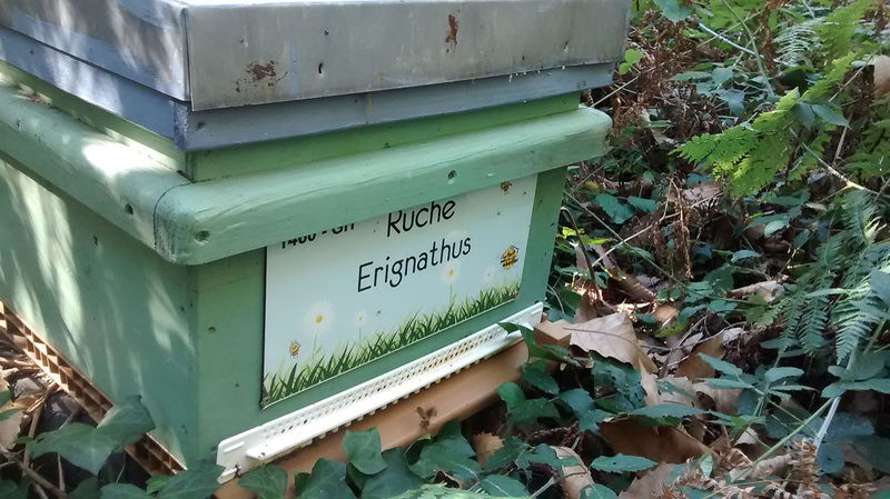 La ruche Erignathus
