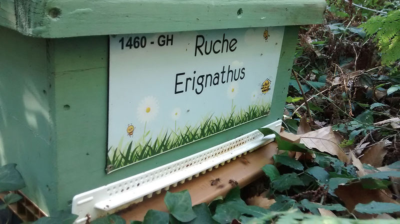 La ruche Erignathus